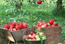 داستانک فروش سیب