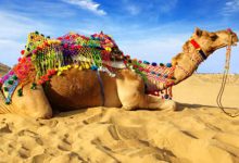 ضرب المثل-کینه شتری