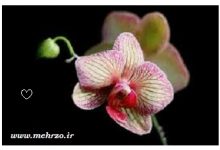 اشعار عاشقانه